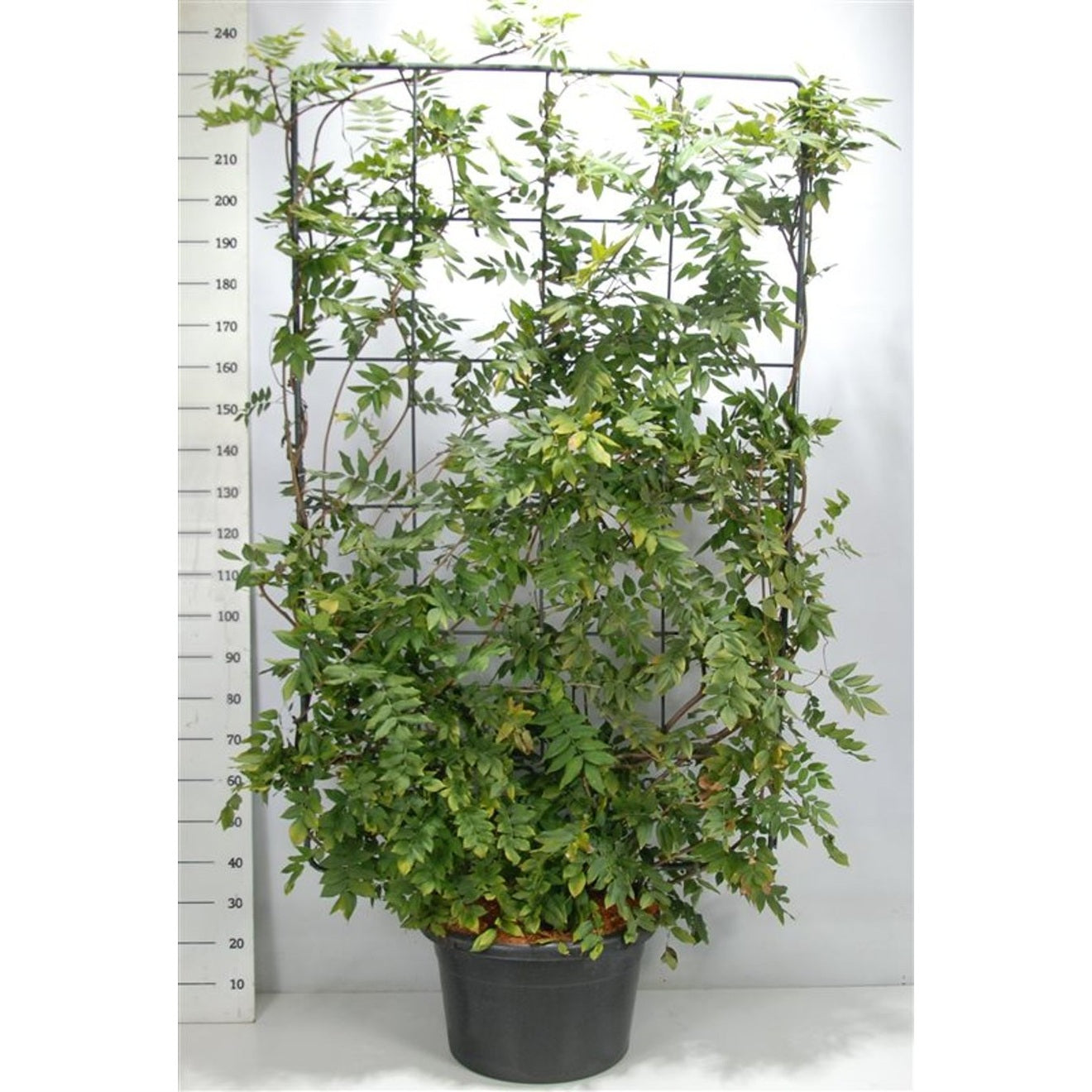 Japansk blåregn – Wisteria brachybotrys 'Yokohama fuji' - C60 200 cm. Scherm